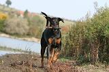 DOBERMANN 456